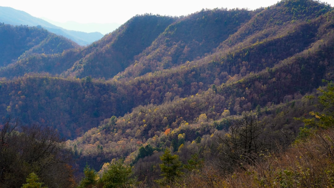 Discovering the Wild: Unplugging to Reconnect with Nature